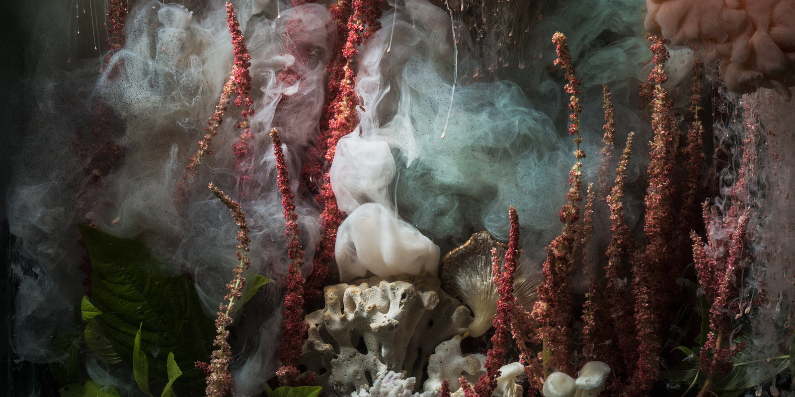 Discover Our Top 10 Botanic Artists at endemicworld