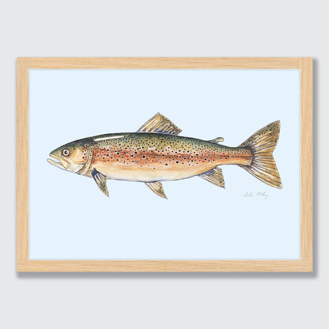 'Bas' Brown Trout (Blue background) Art Print by Colin McKay