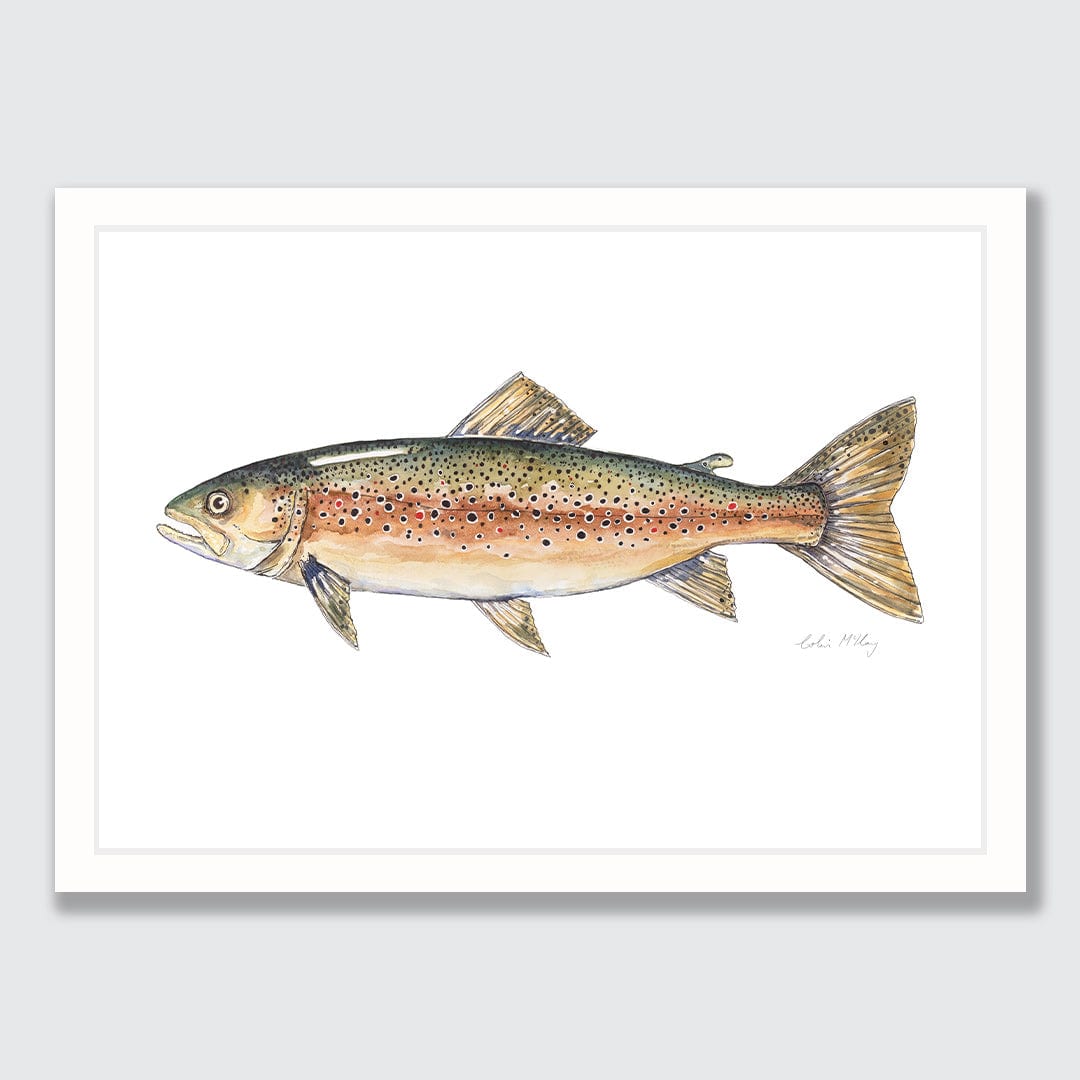 'Bas' Brown Trout Art Print by Colin Mckay