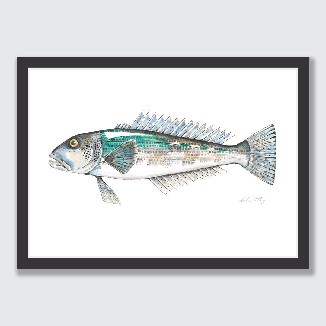 'Bluey' Blue Cod Art Print by Colin McKay