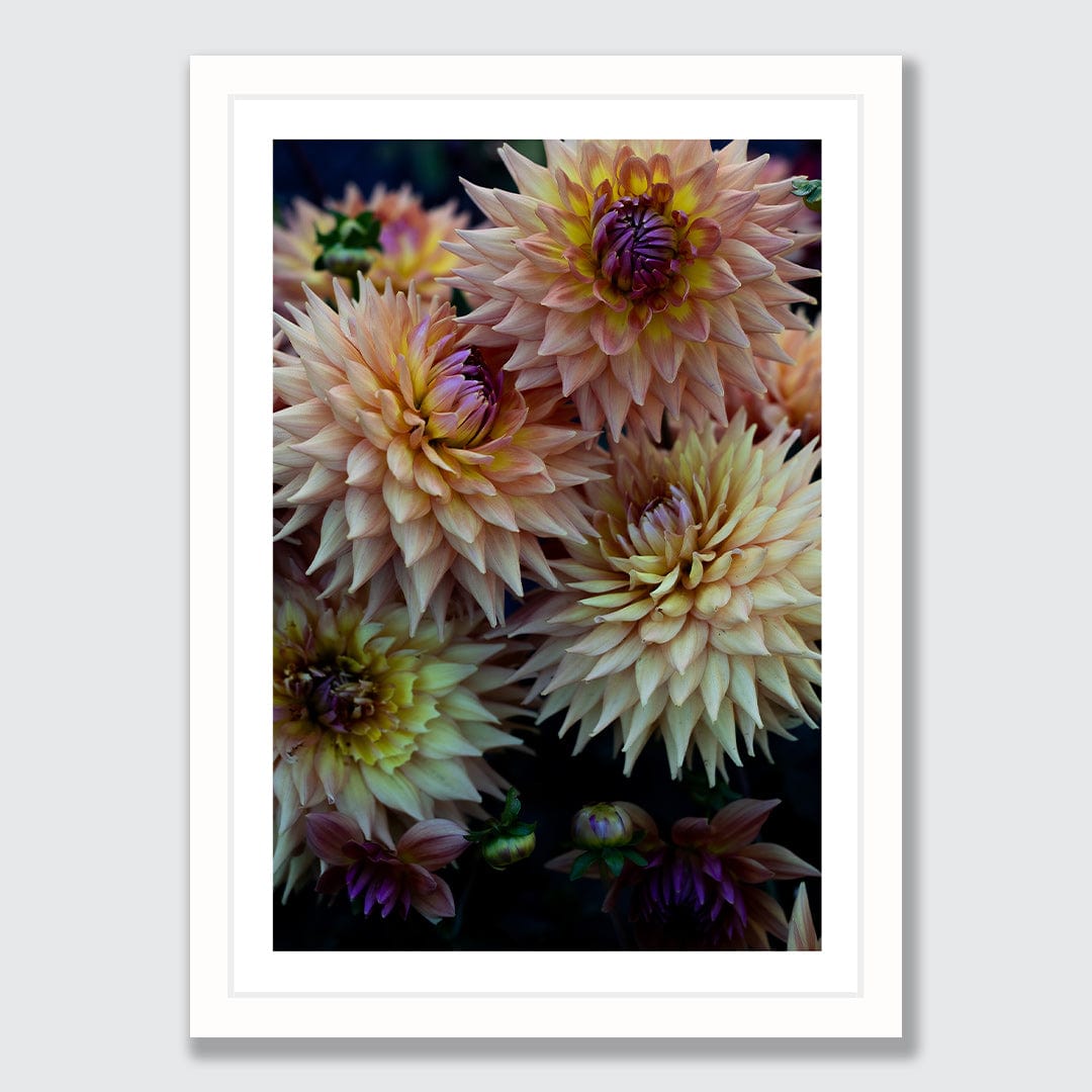 Blush Photographic Art Print by Charlotte Clements