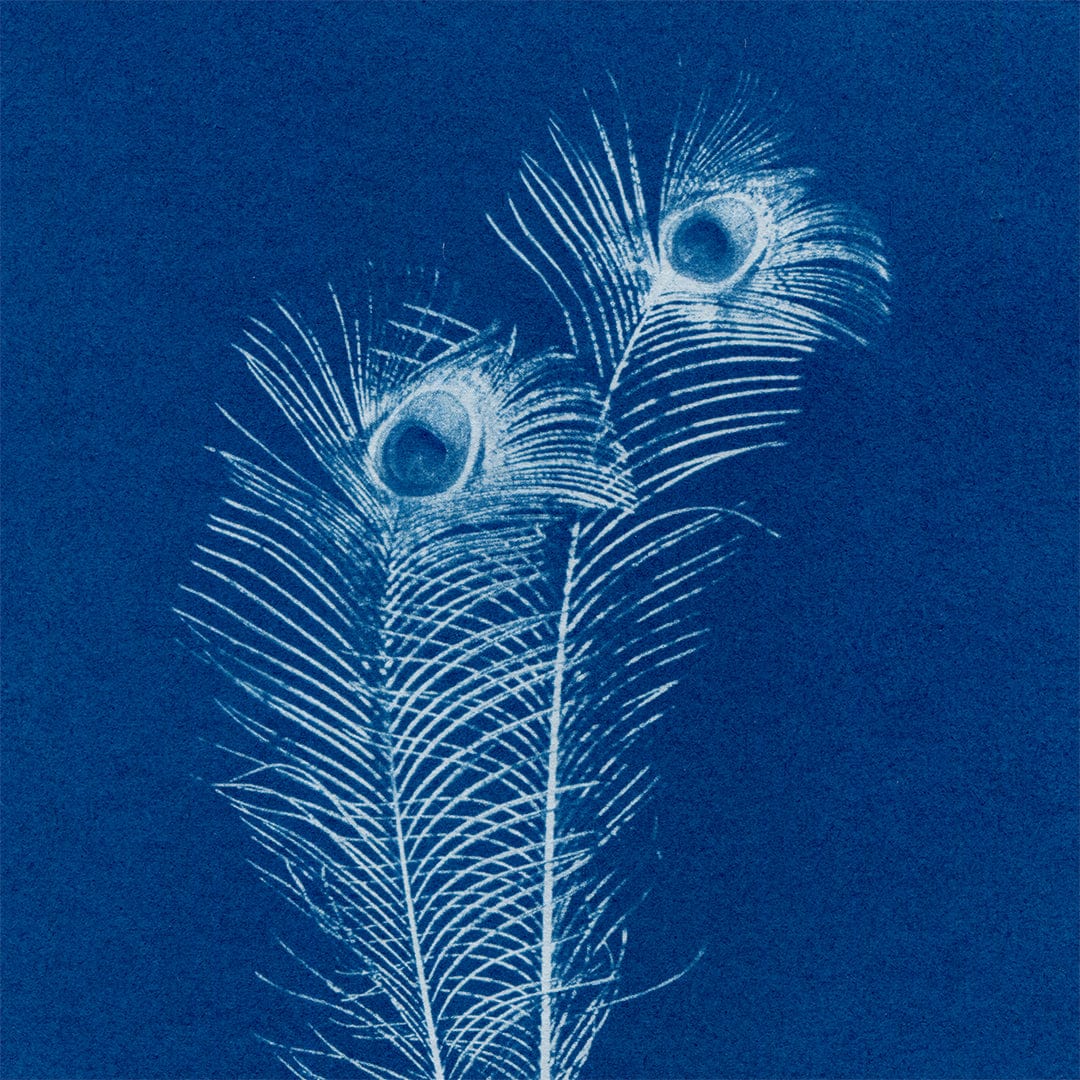Chiaroscuro Feathers 02 Limited Edition Cyanotype by Sophia Jenny