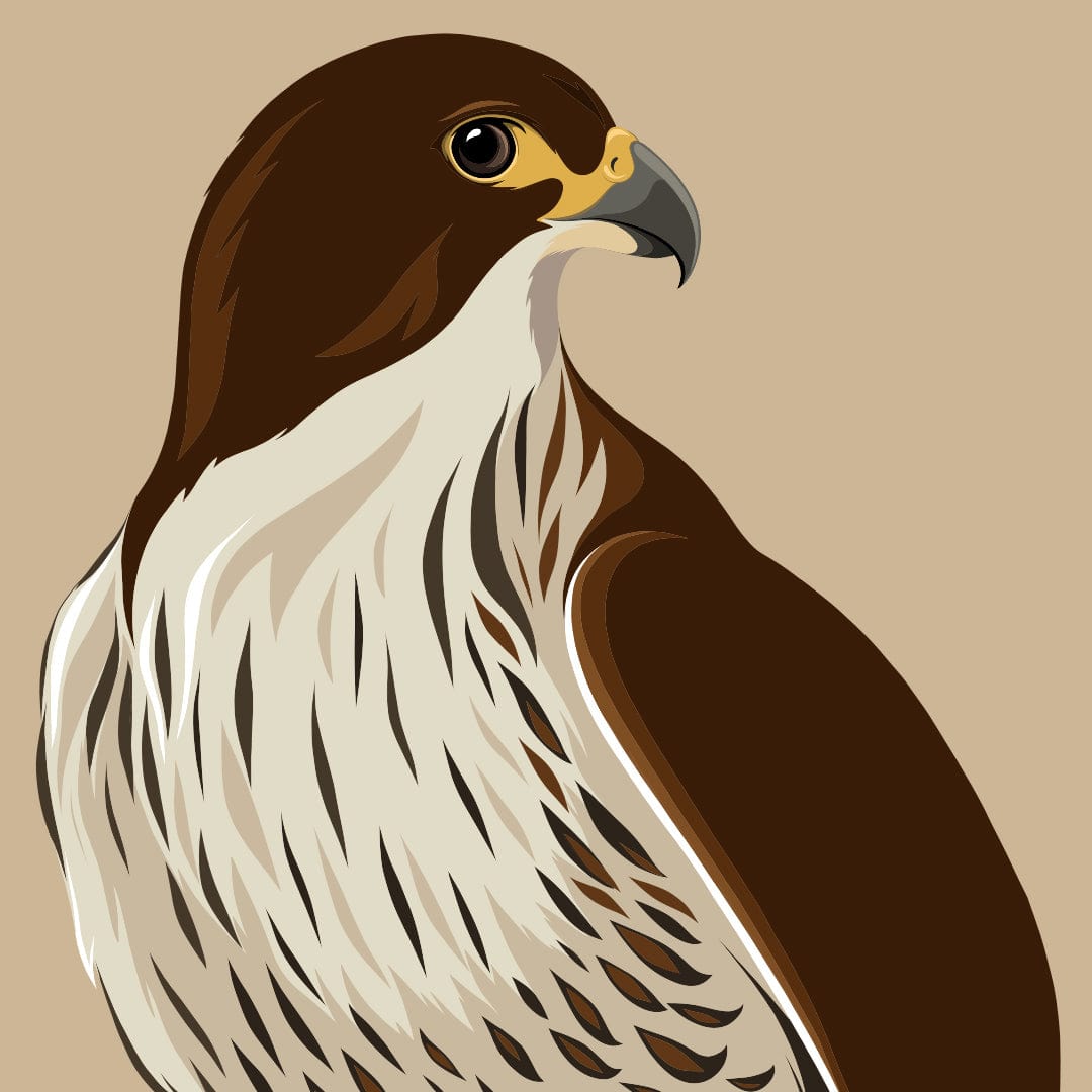 Falcon - Karearea Art Print by Cathy Hansby
