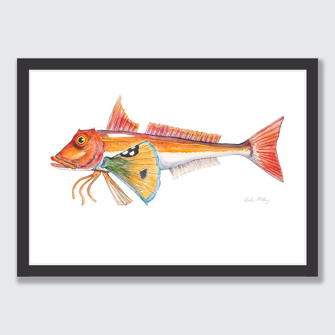 'Granny' Gurnard Art Print by Colin McKay