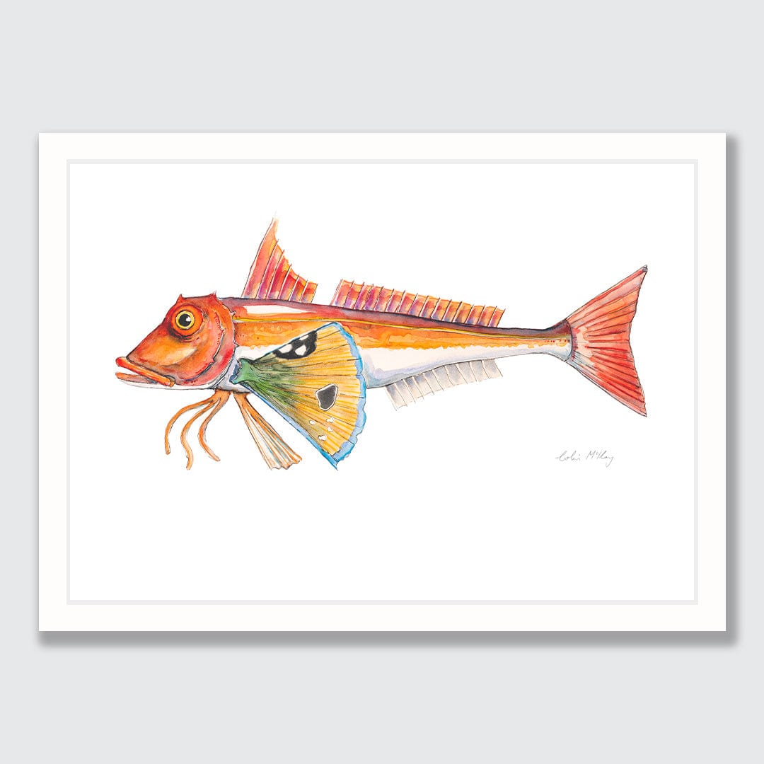 'Granny' Gurnard Art Print by Colin McKay