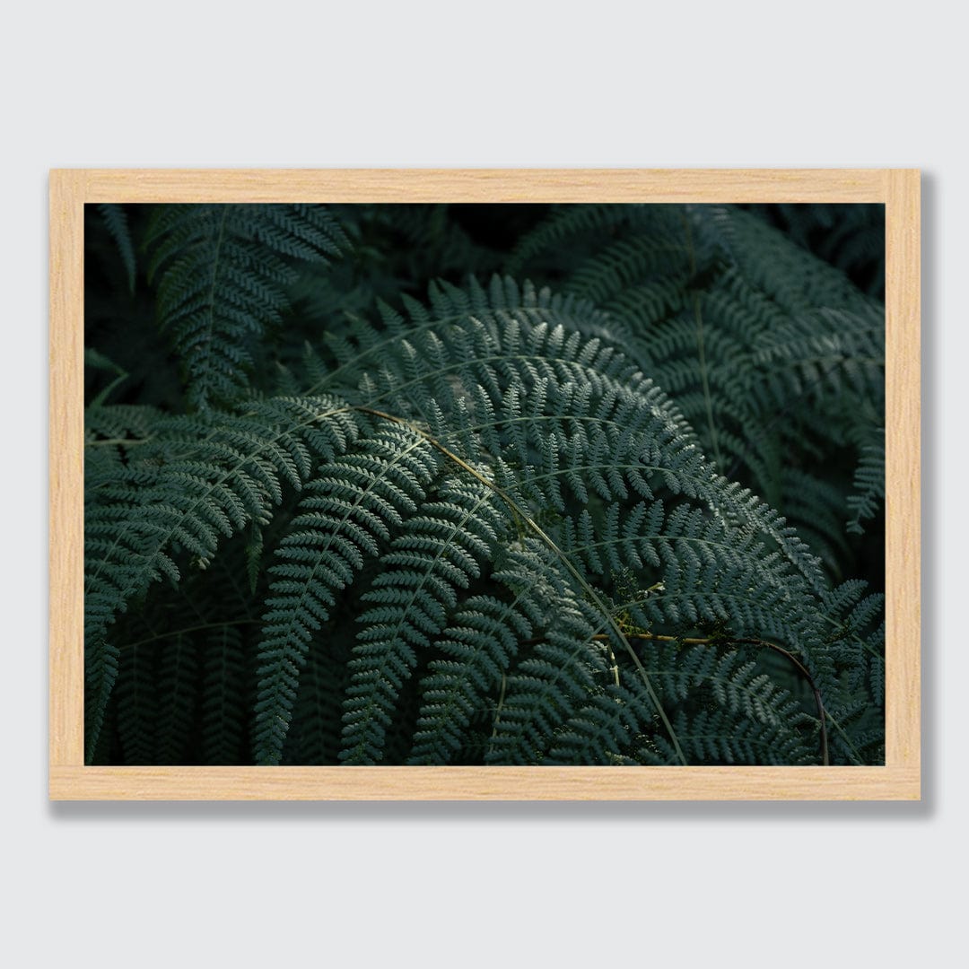 Hāwea Ferns Photographic Art Print by Elliot Alexander