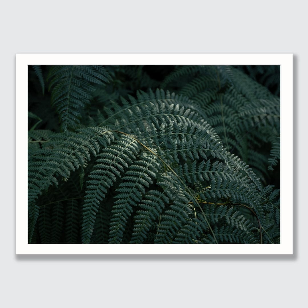 Hāwea Ferns Photographic Art Print by Elliot Alexander