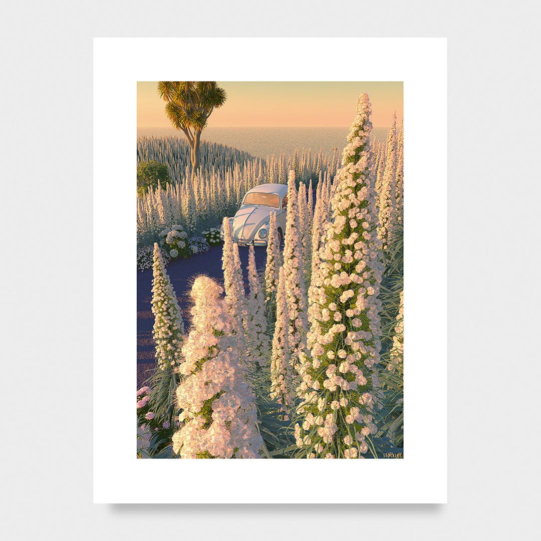 Echium Drive Limited Edition Canvas Print by Simon Stockley
