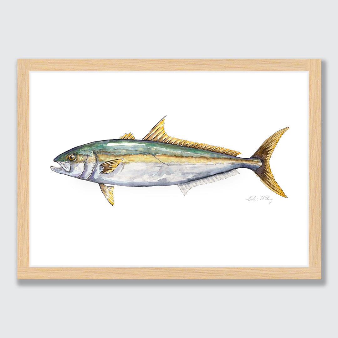 'Karen' Kingfish Art Print by Colin McKay