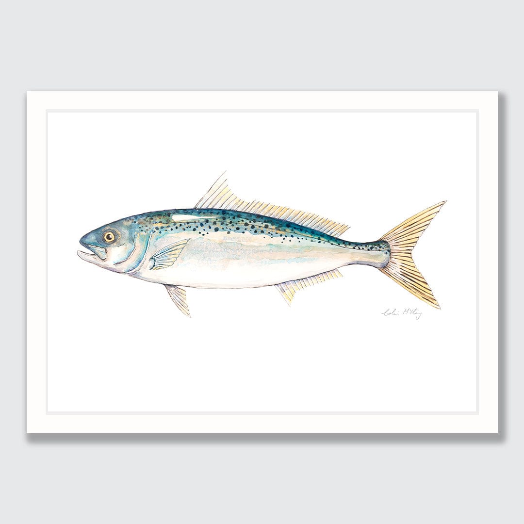 'Katie' Kahawai Art Print by Colin McKay
