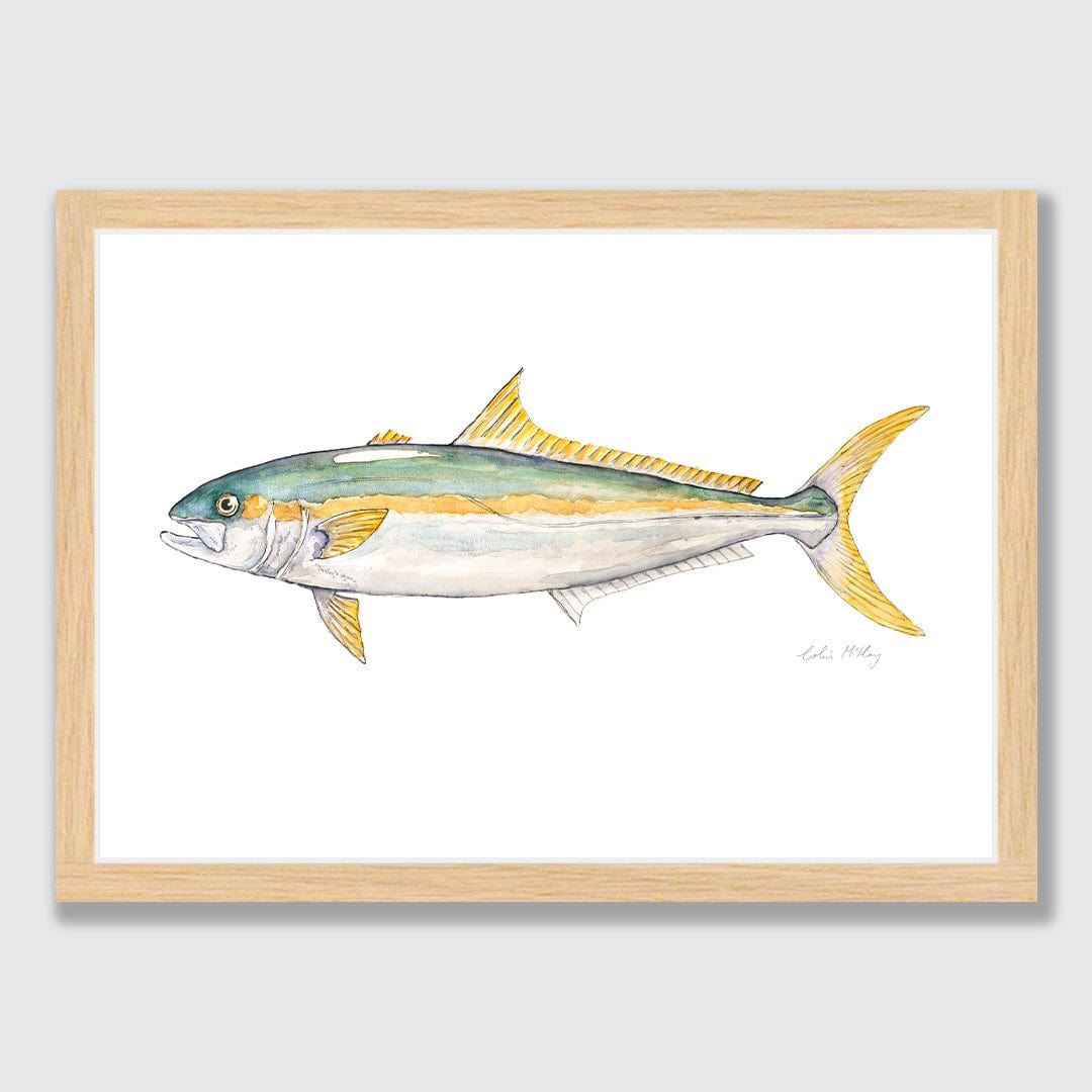 'Kingi' Kingfish Art Print by Colin McKay
