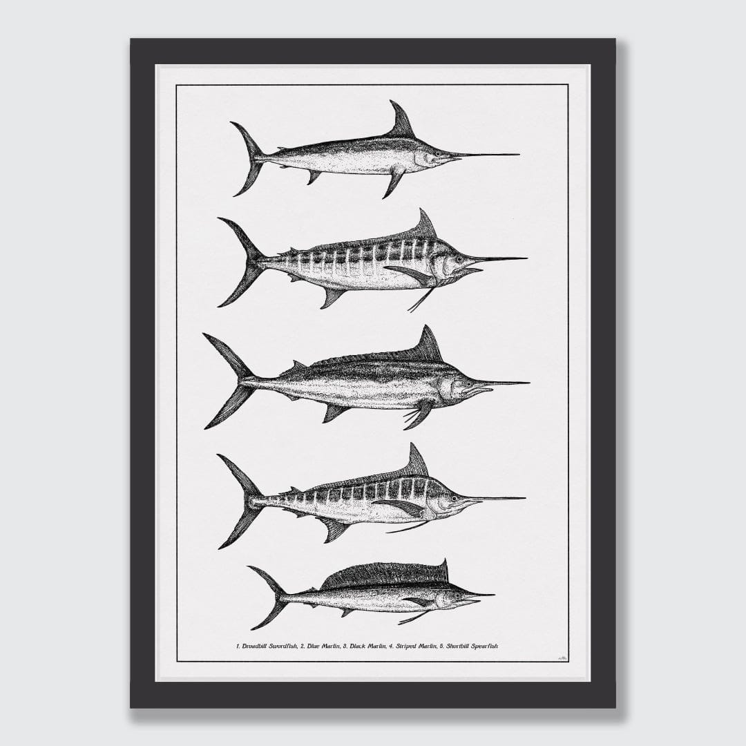 Marlin Species Art Print by Nathan Miller