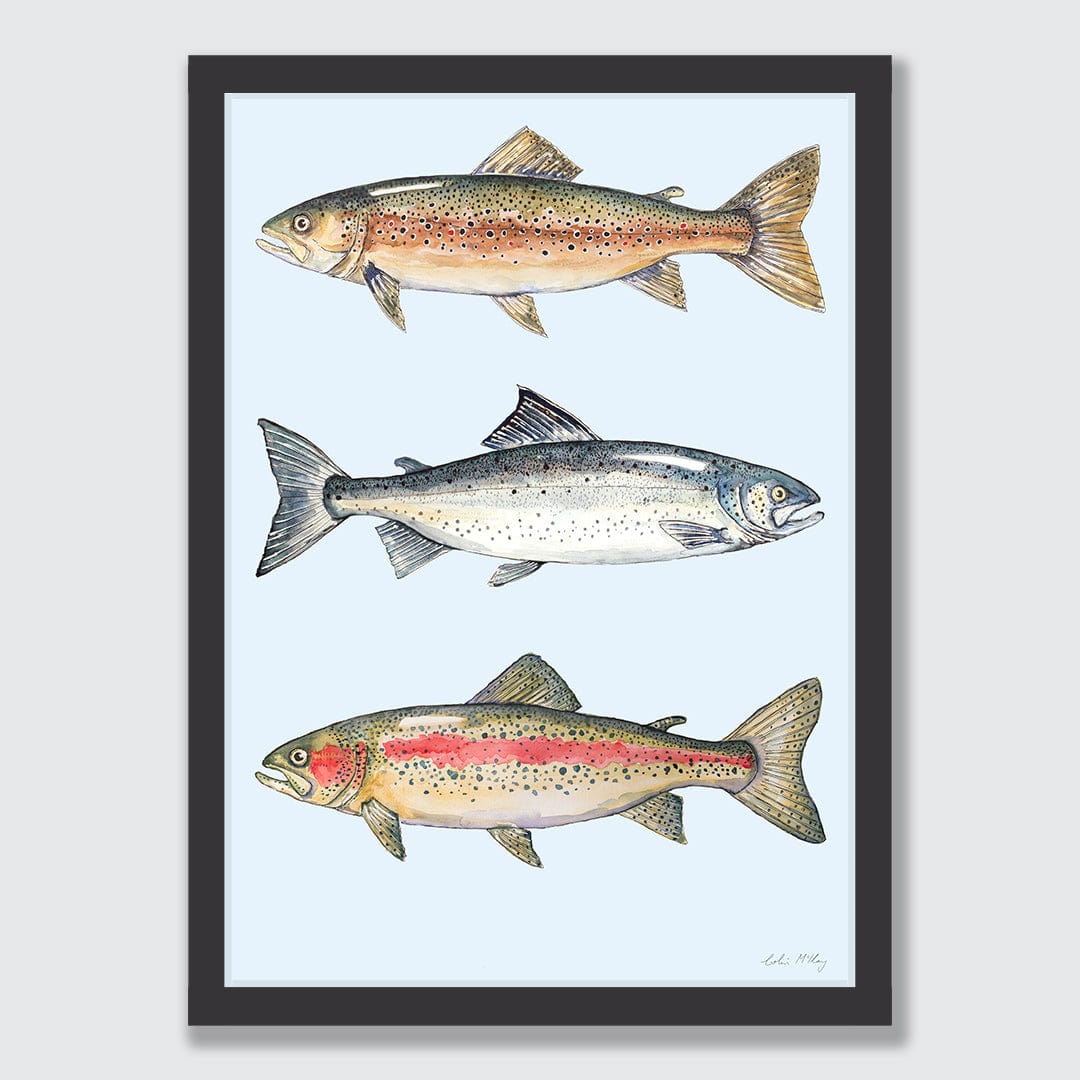 NZ Fresh Water Fish (Blue background) Art Print by Colin McKay