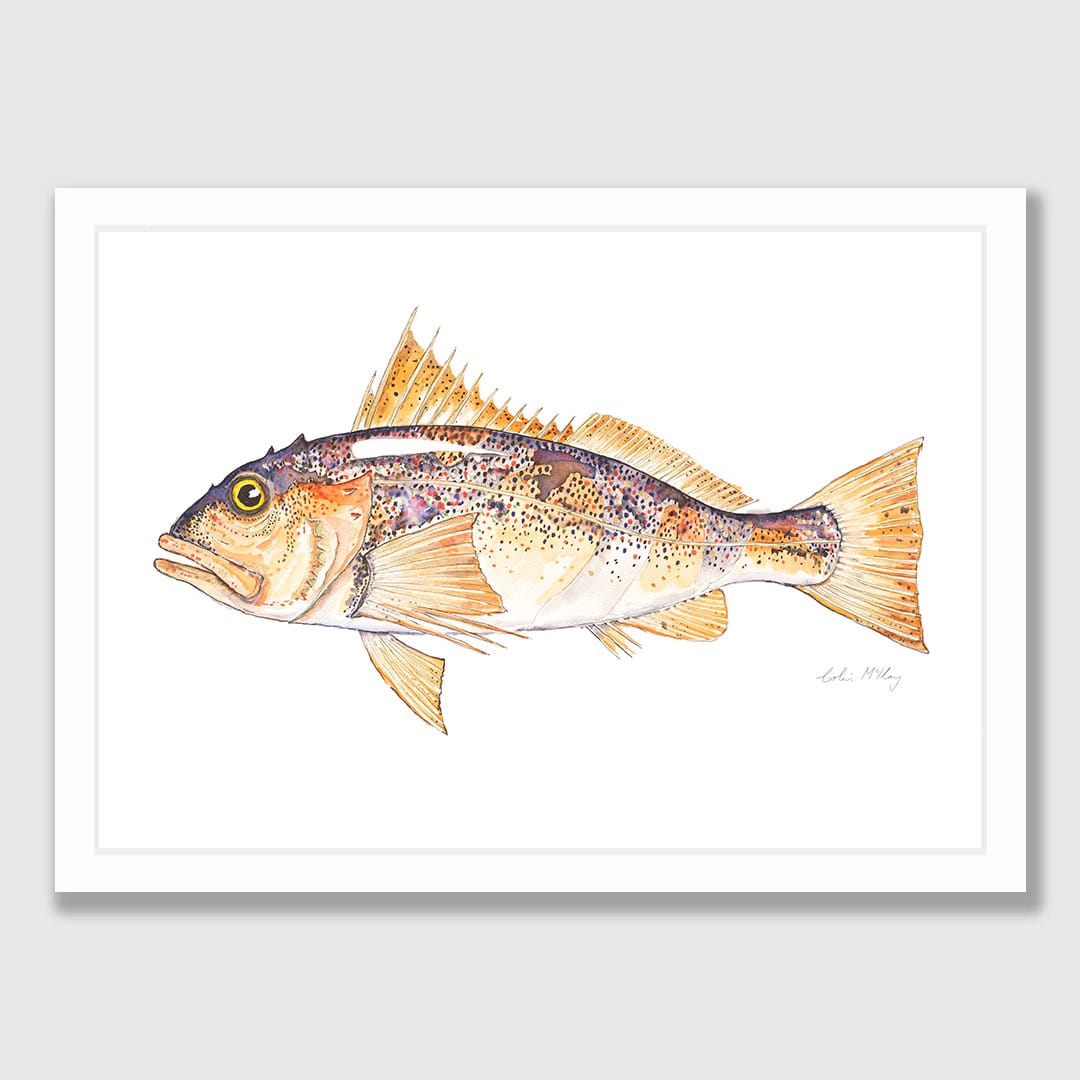 'Paddy' Perch Art Print by Colin McKay