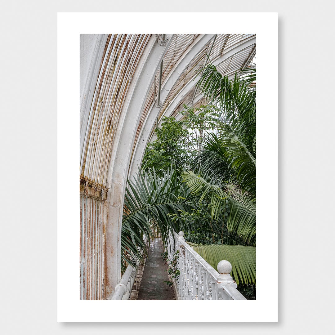 Royal Palm Photographic Print by Amy Wybrow