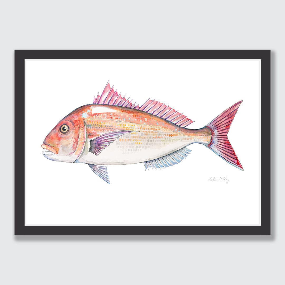 'Snip' Snapper Art Print by Colin McKay