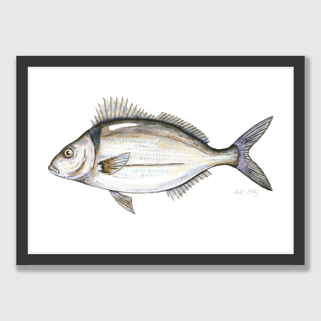 'Timmy' Tarakihi Art Print by Colin McKay
