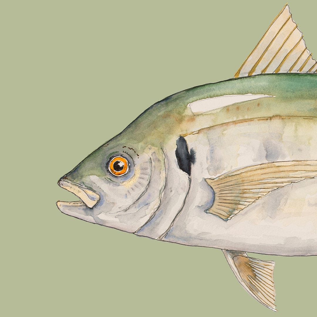 'Trevor' Trevally (Olive background) Art Print by Colin McKay