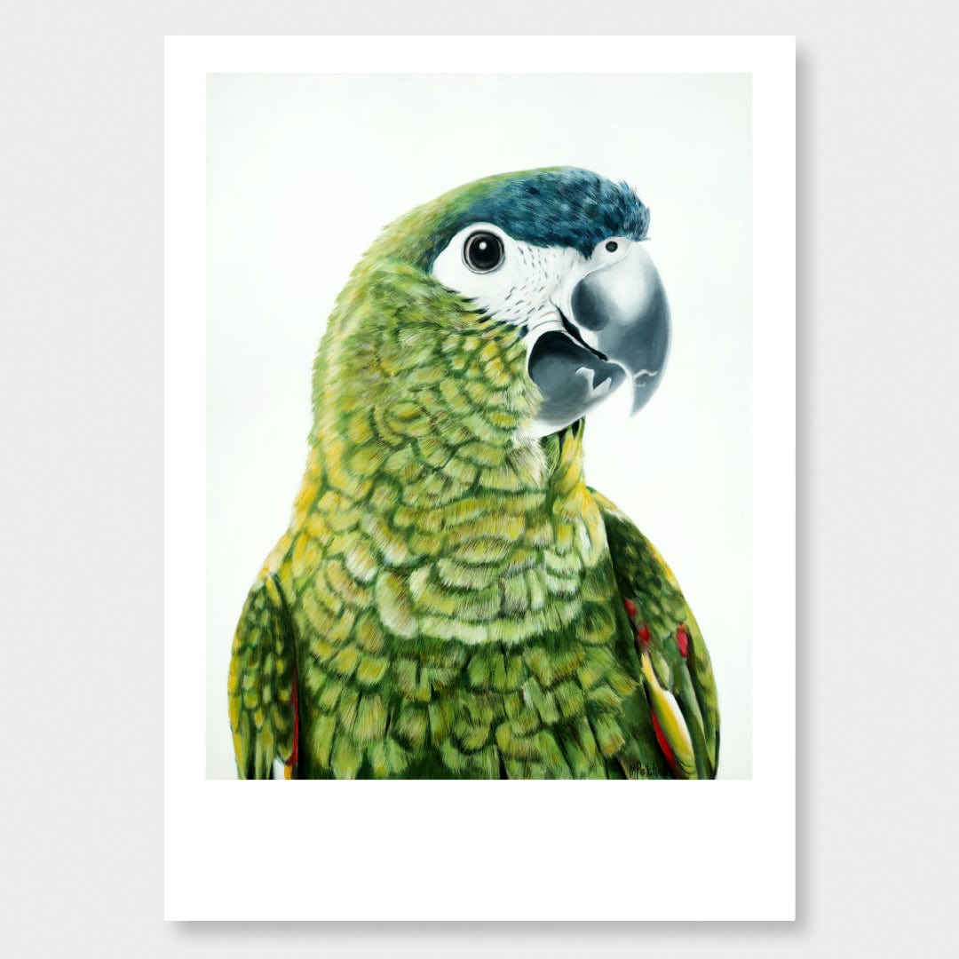 Clarence Hahn's Macaw Art Print by Margaret Petchell