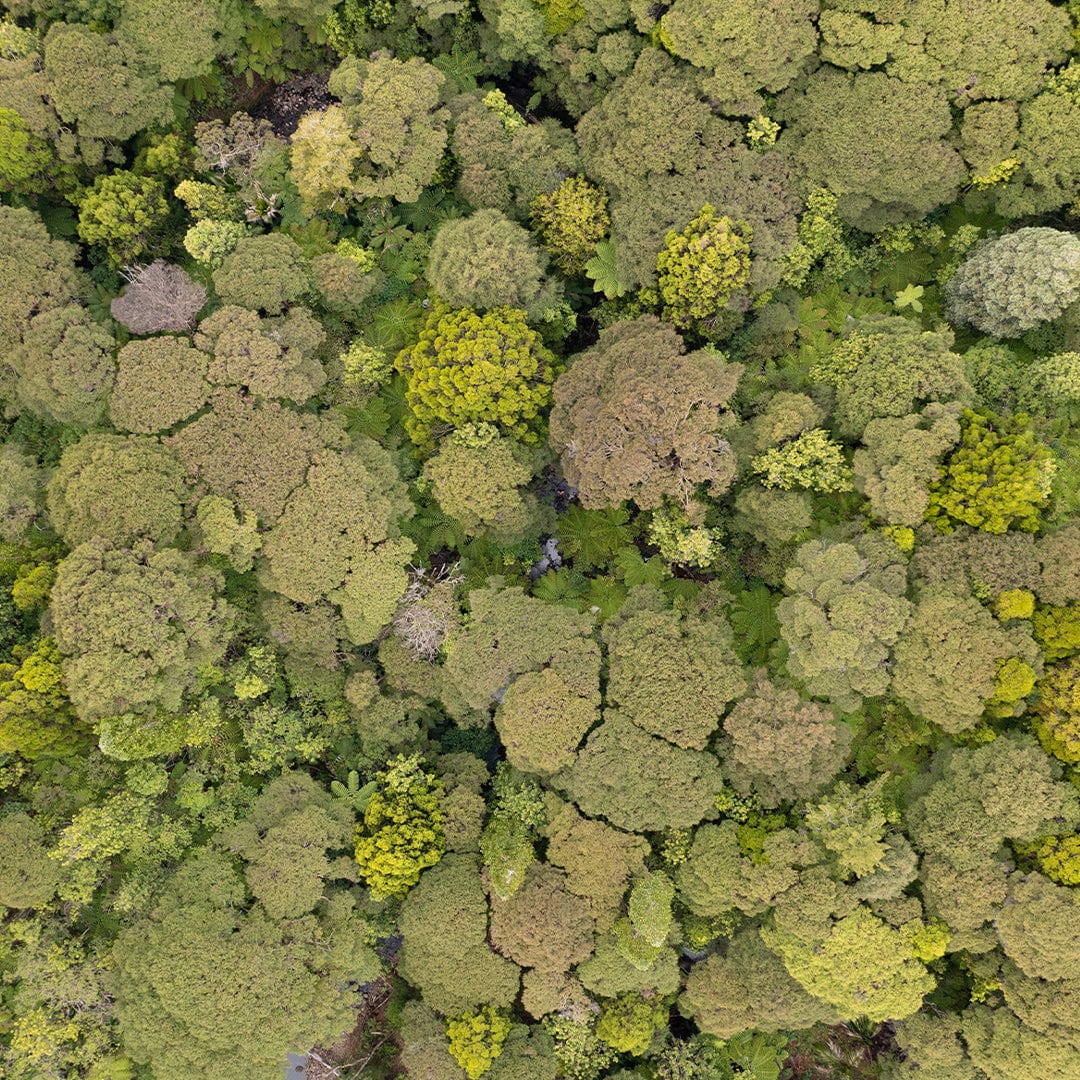 Green Your Greens Photographic Print by Jeremy Cole