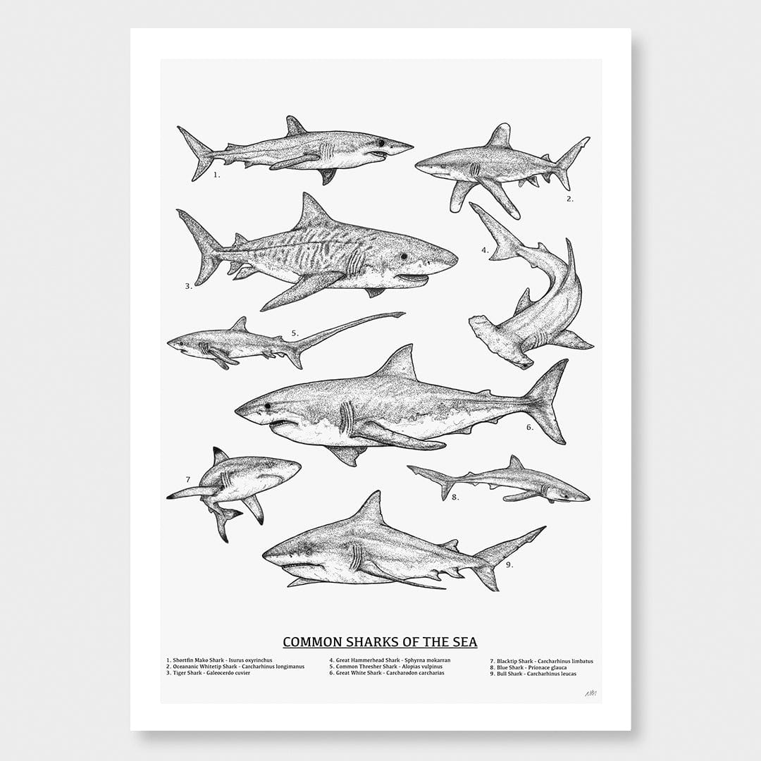 Sharks of the Sea Art Print by Nathan Miller