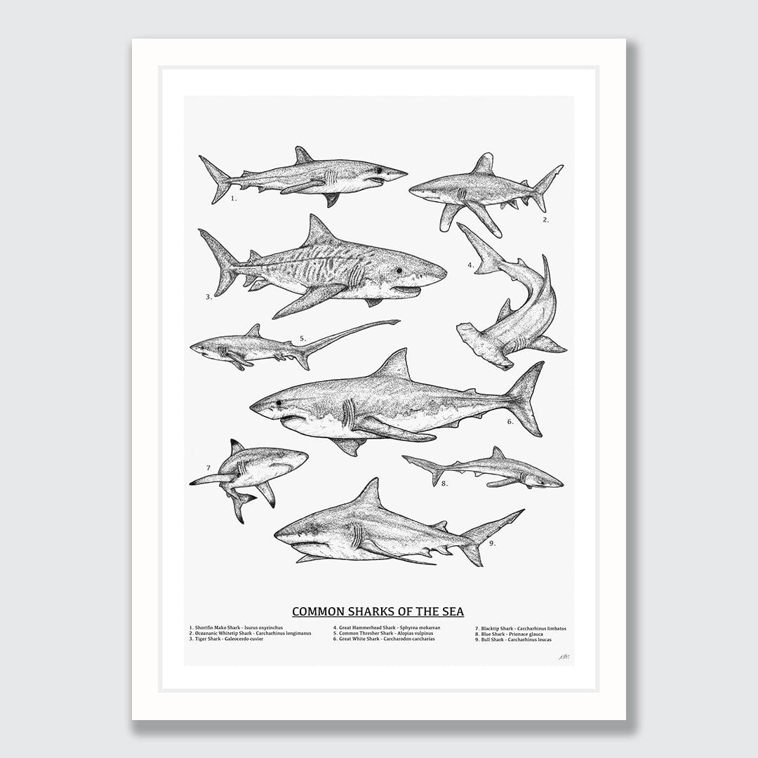 Sharks of the Sea Art Print by Nathan Miller