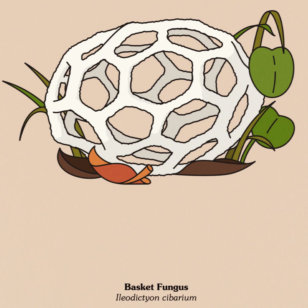 Basket Fungus Art Print by Emile Holmewood