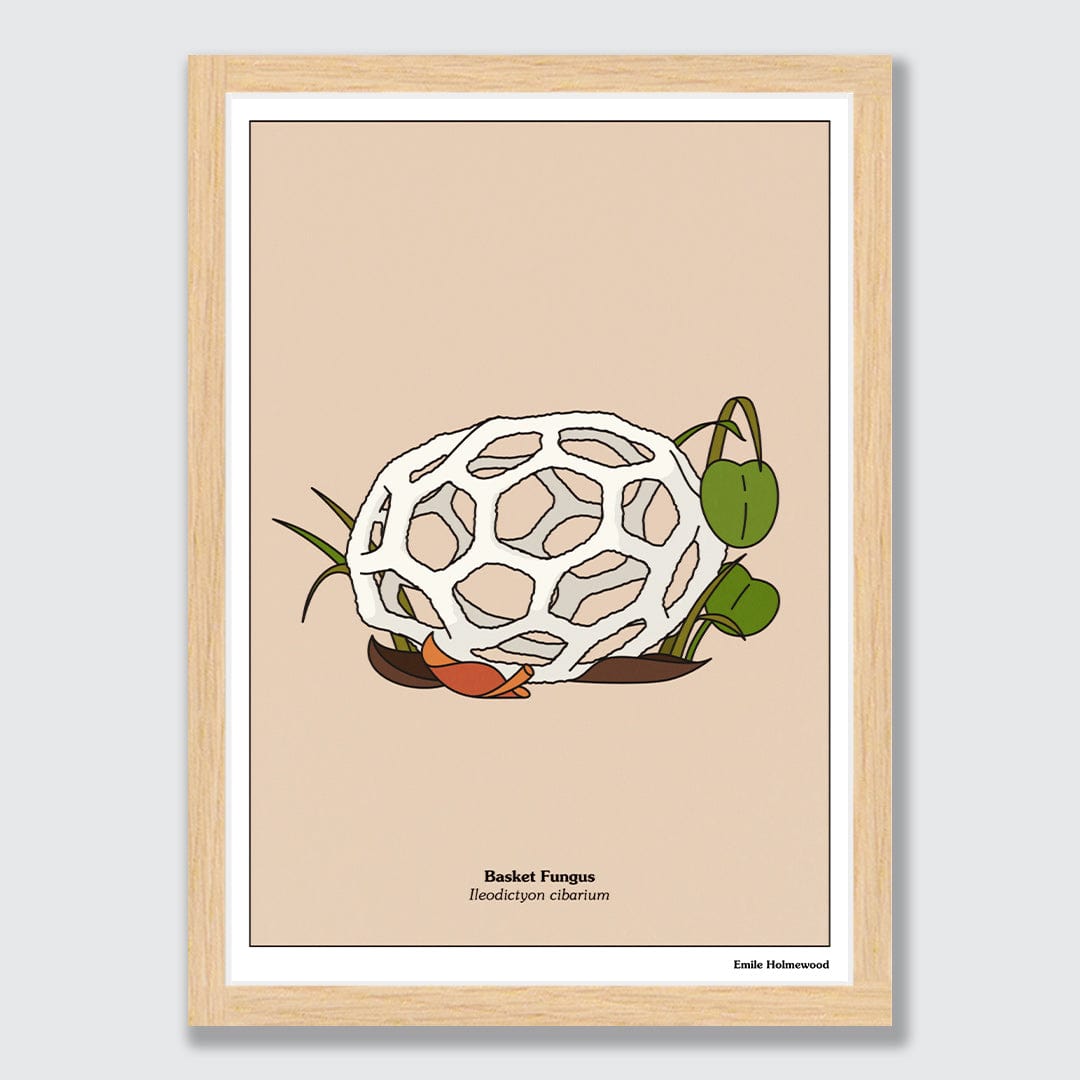 Basket Fungus Art Print by Emile Holmewood