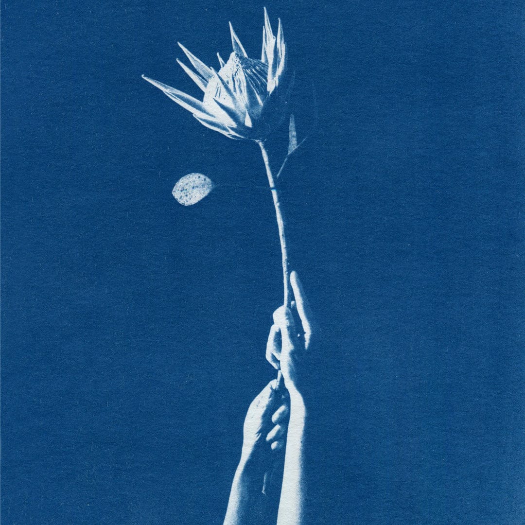 Chiaroscuro Protea Limited Edition Cyanotype by Sophia Jenny