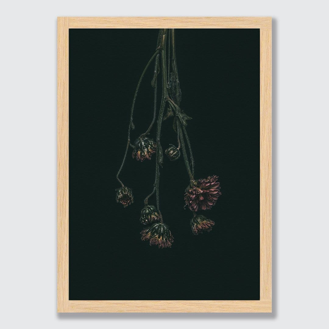 Chrysanthemum Photographic Print by Maegan McDowell
