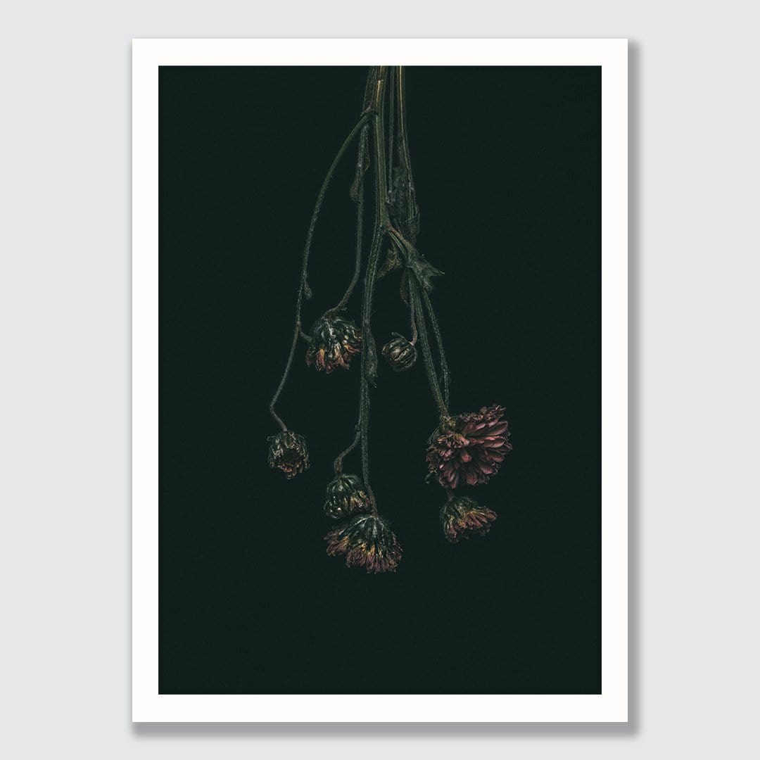 Chrysanthemum Photographic Print by Maegan McDowell