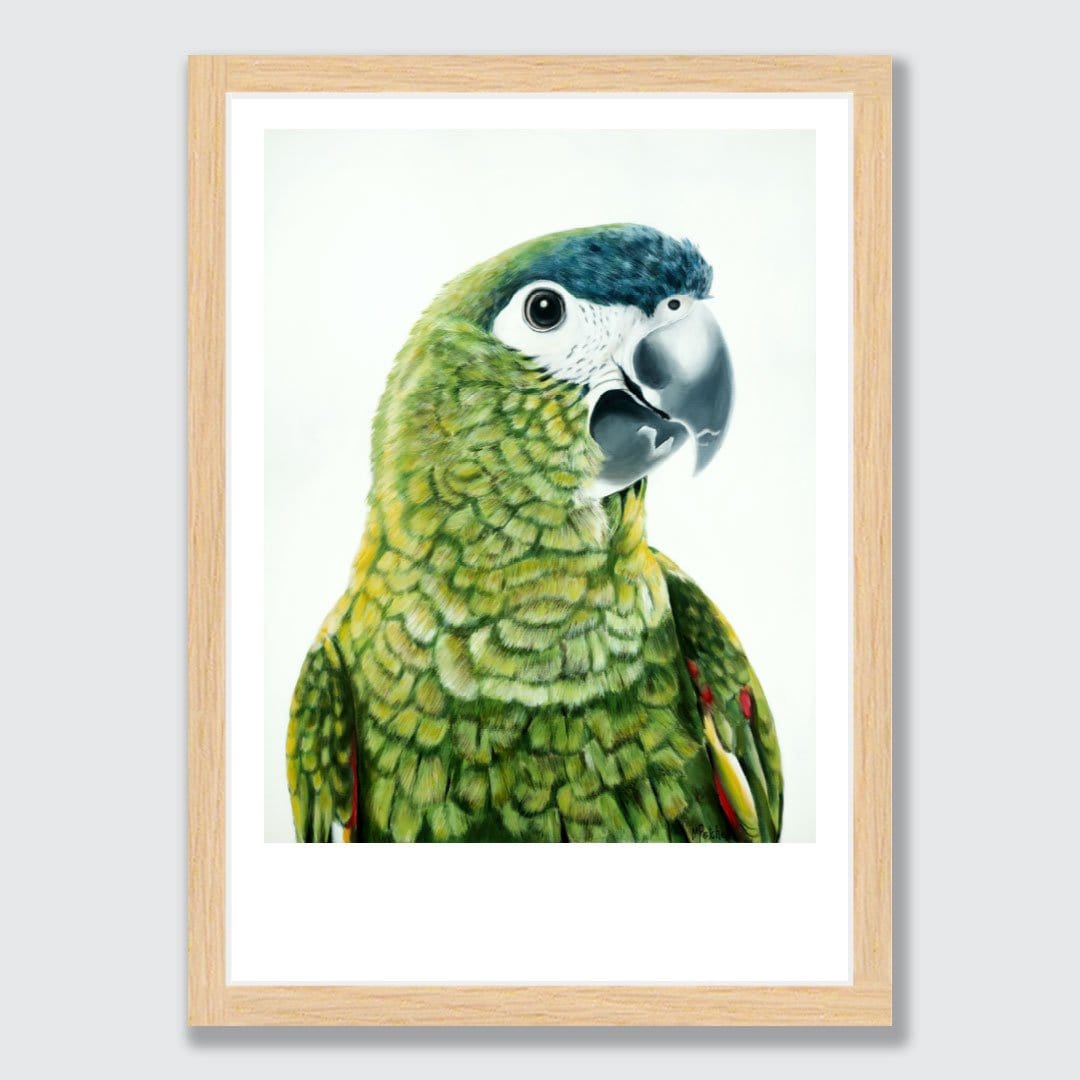 Clarence Hahn's Macaw Art Print by Margaret Petchell