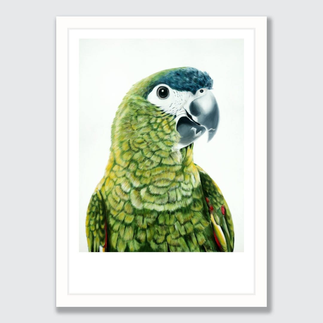 Clarence Hahn's Macaw Art Print by Margaret Petchell