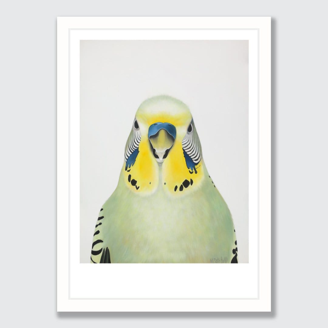 Cyril Budgie Art Print by Margaret Petchell