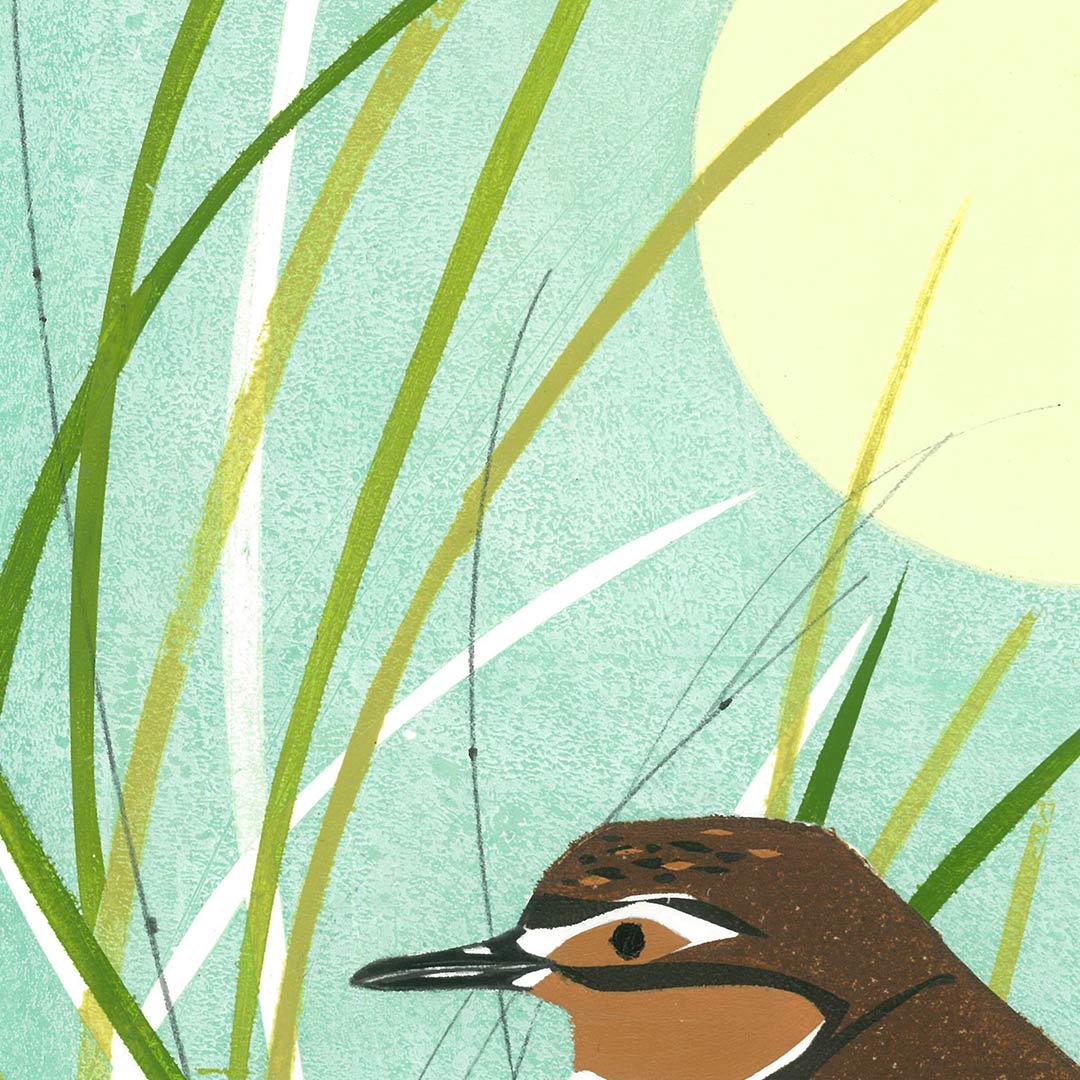 Dotterel Art Print by Holly Roach