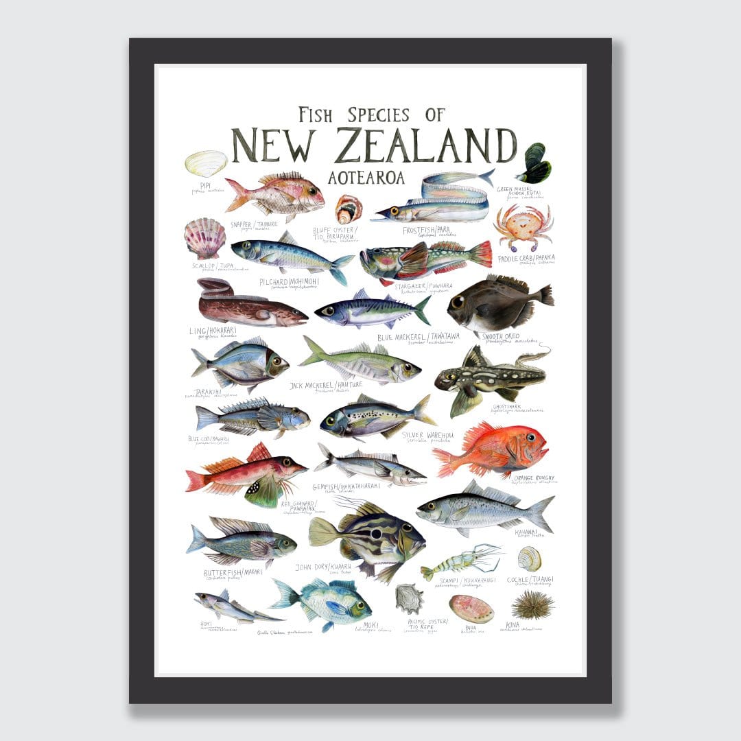 Fish Species of New Zealand Poster by Giselle Clarkson