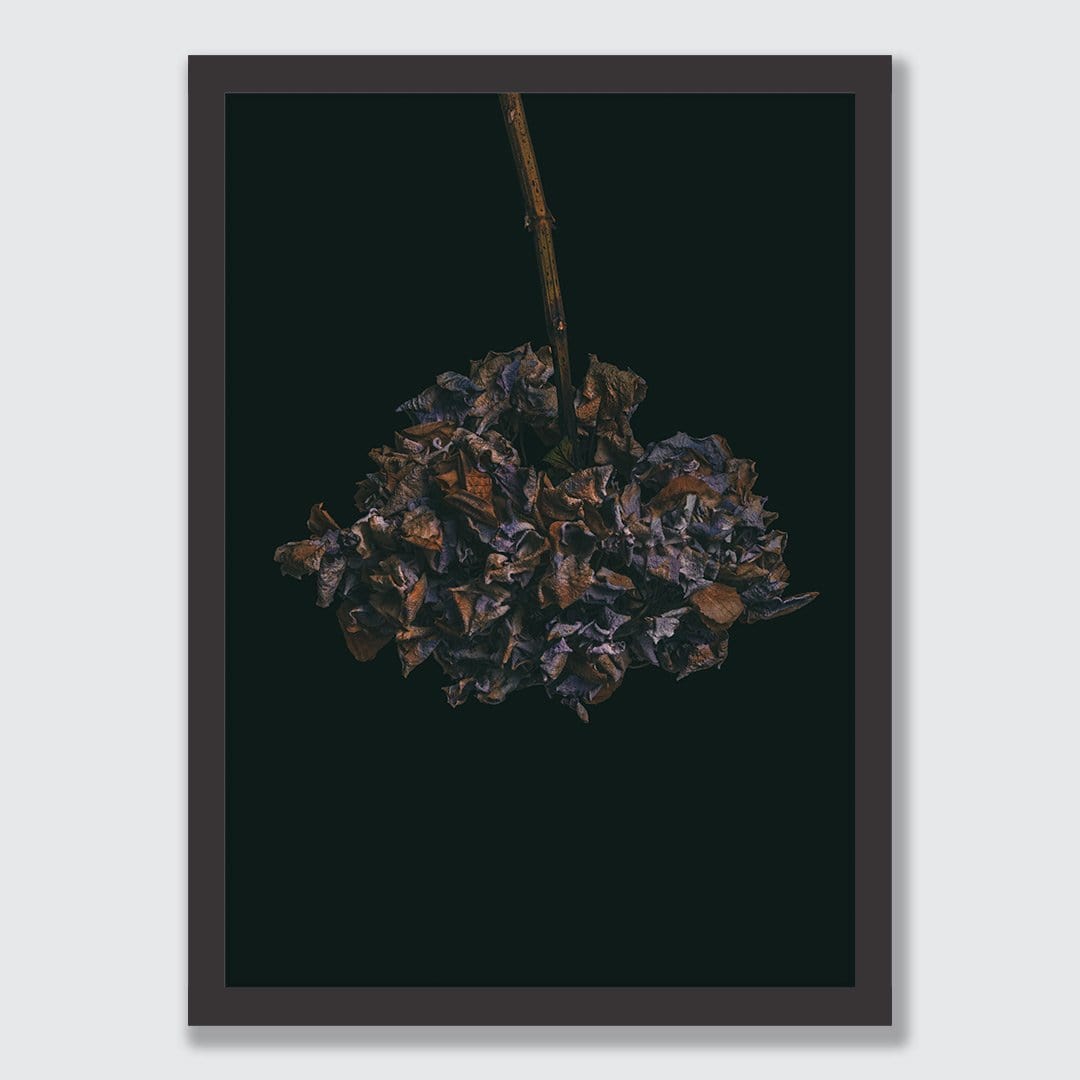 Hydrangeas Photographic Print by Maegan McDowell