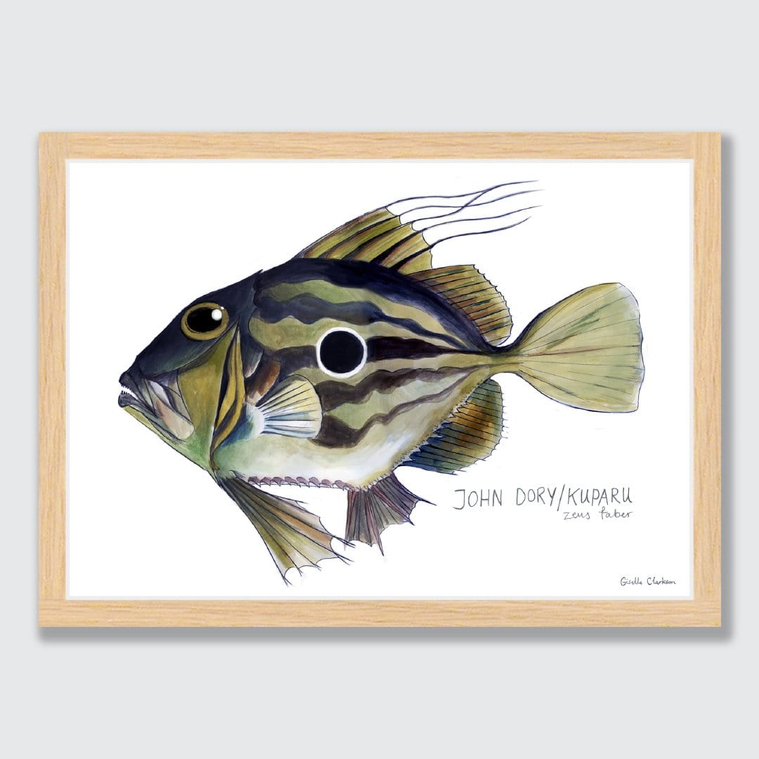 John Dory Art Print by Giselle Clarkson