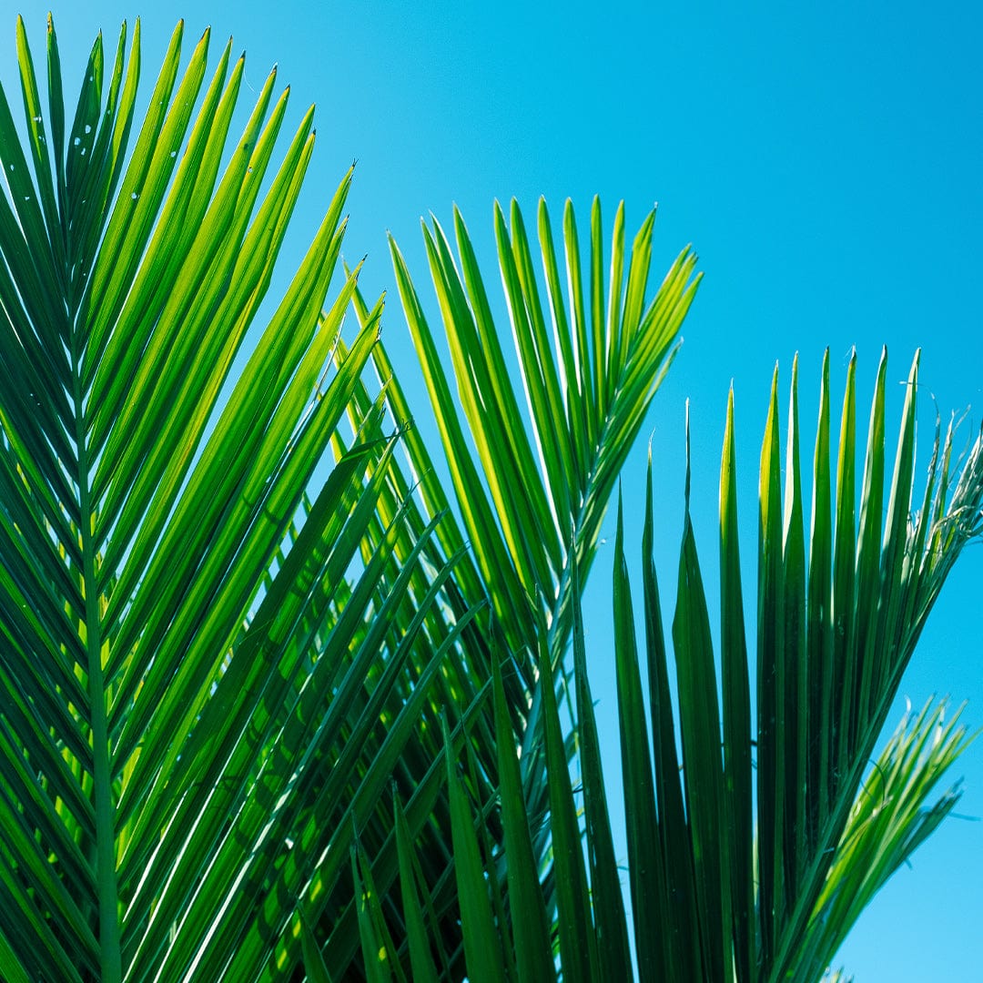 Kākāriki Nikau Photographic Art Print by Elliot Alexander
