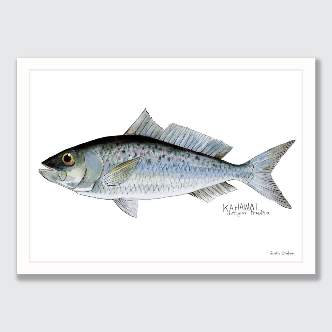 Kahawai Art Print by Giselle Clarkson