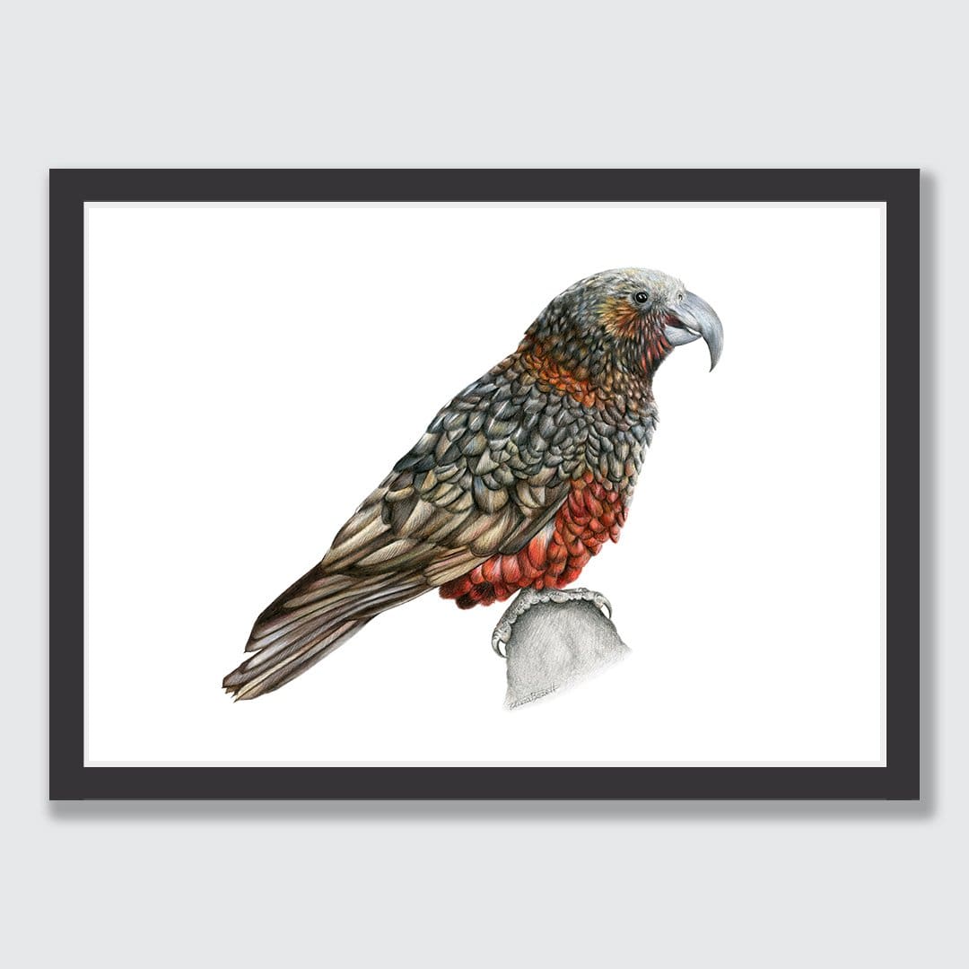 Kaka Art Print by Olivia Bezett