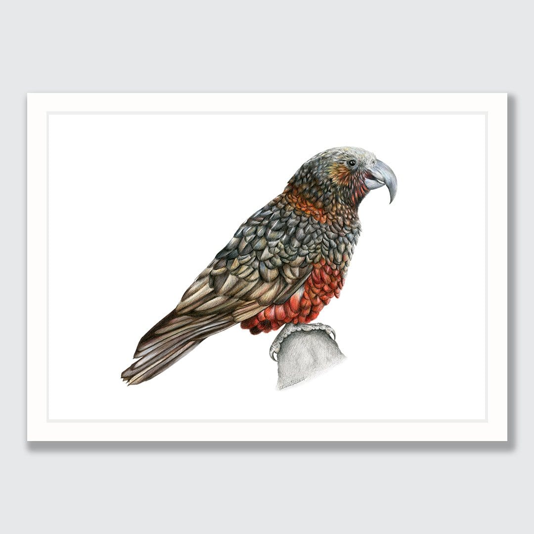 Kaka Art Print by Olivia Bezett