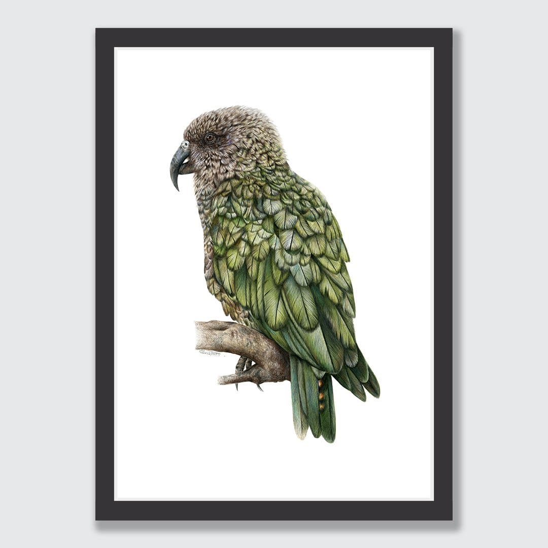 Kea Art Print by Olivia Bezett