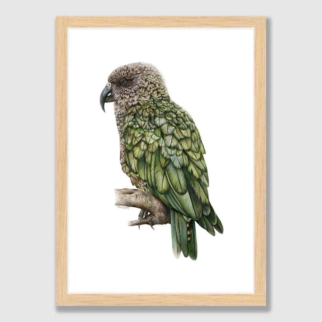 Kea Art Print by Olivia Bezett