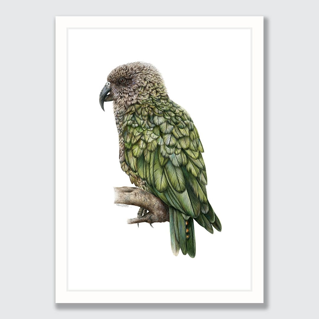 Kea Art Print by Olivia Bezett