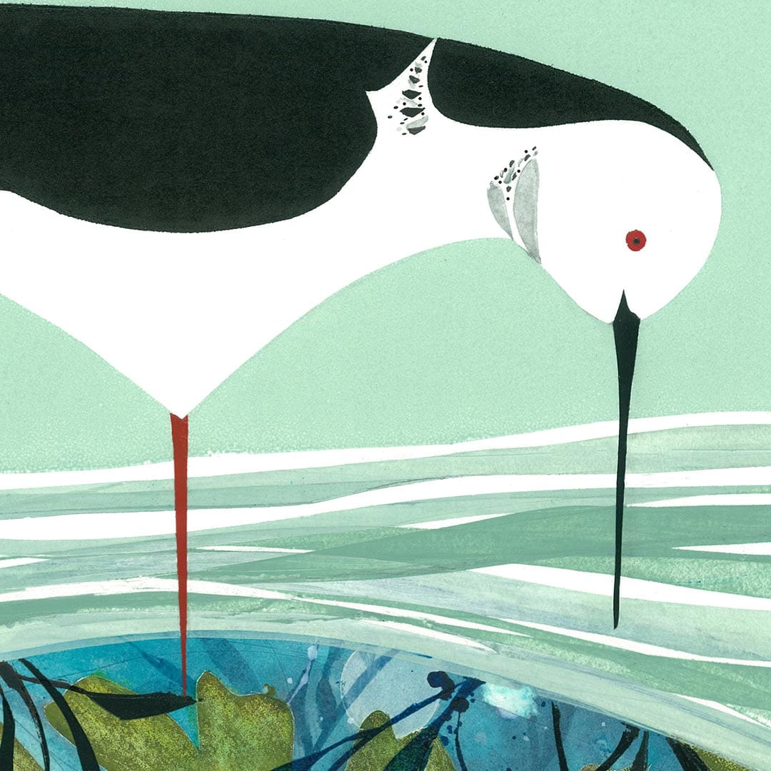 Kina and Pied Stilt Art Print by Holly Roach