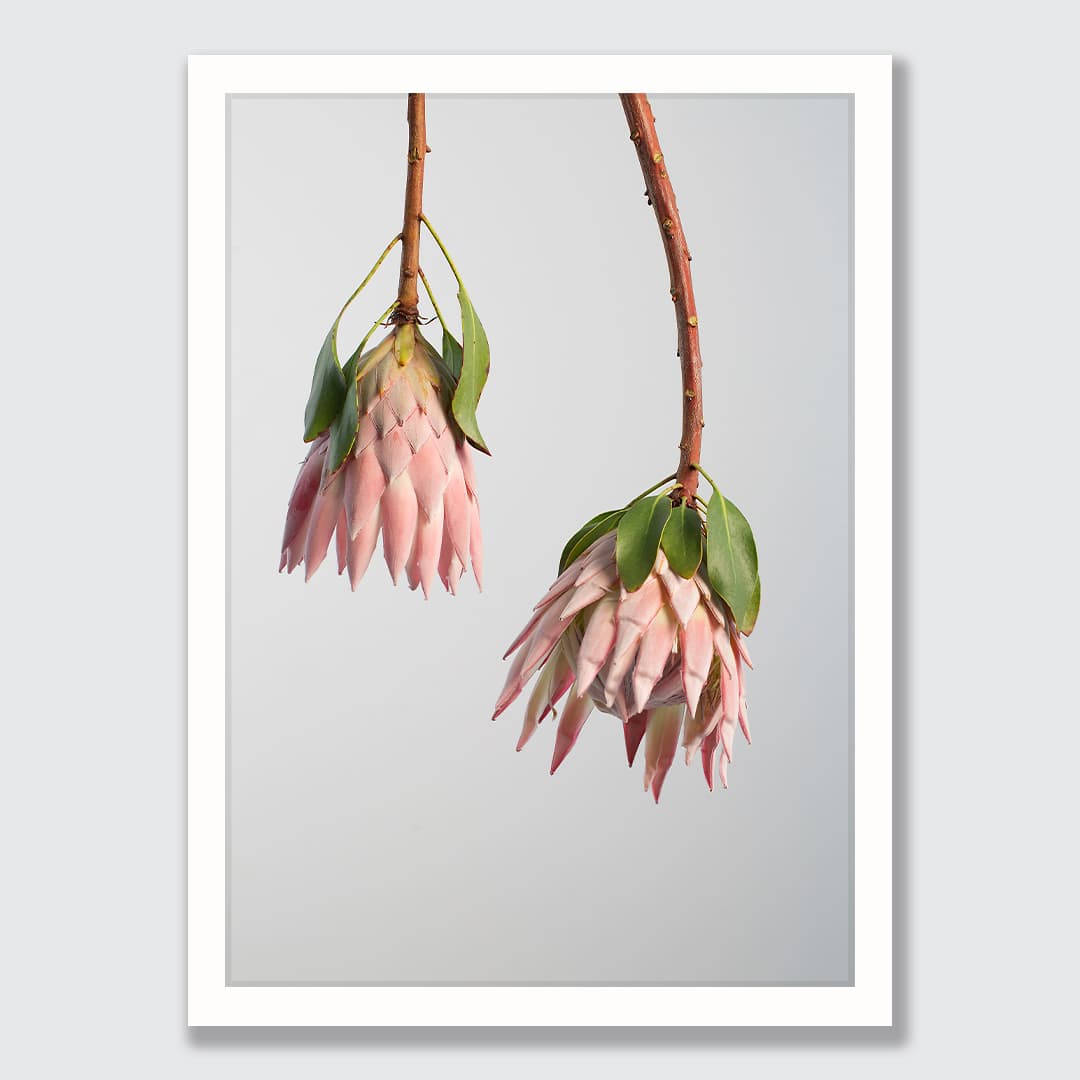 King Twin Protea Photographic Print by Houston &amp; Harding