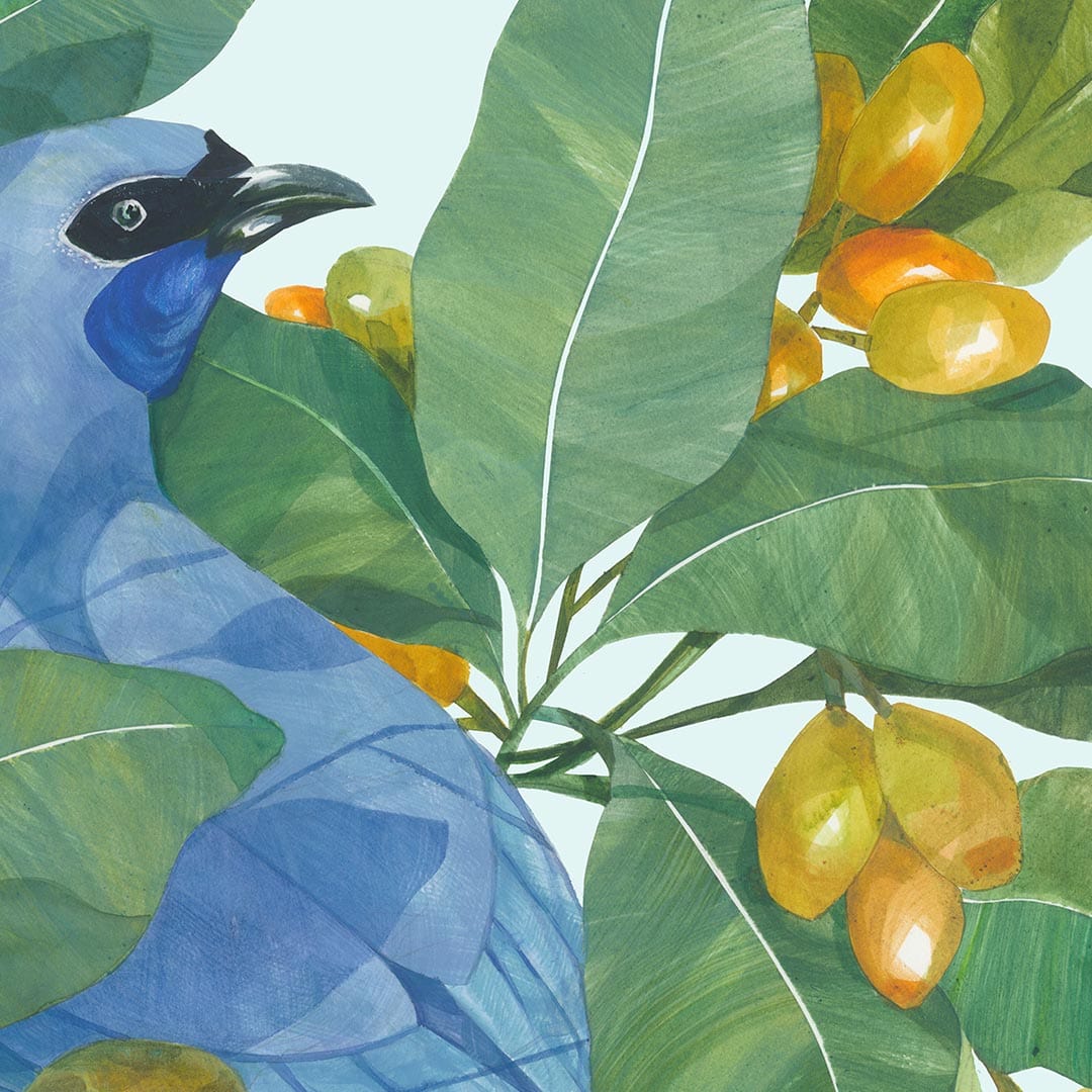 Kokako in Karaka Art Print by Holly Roach
