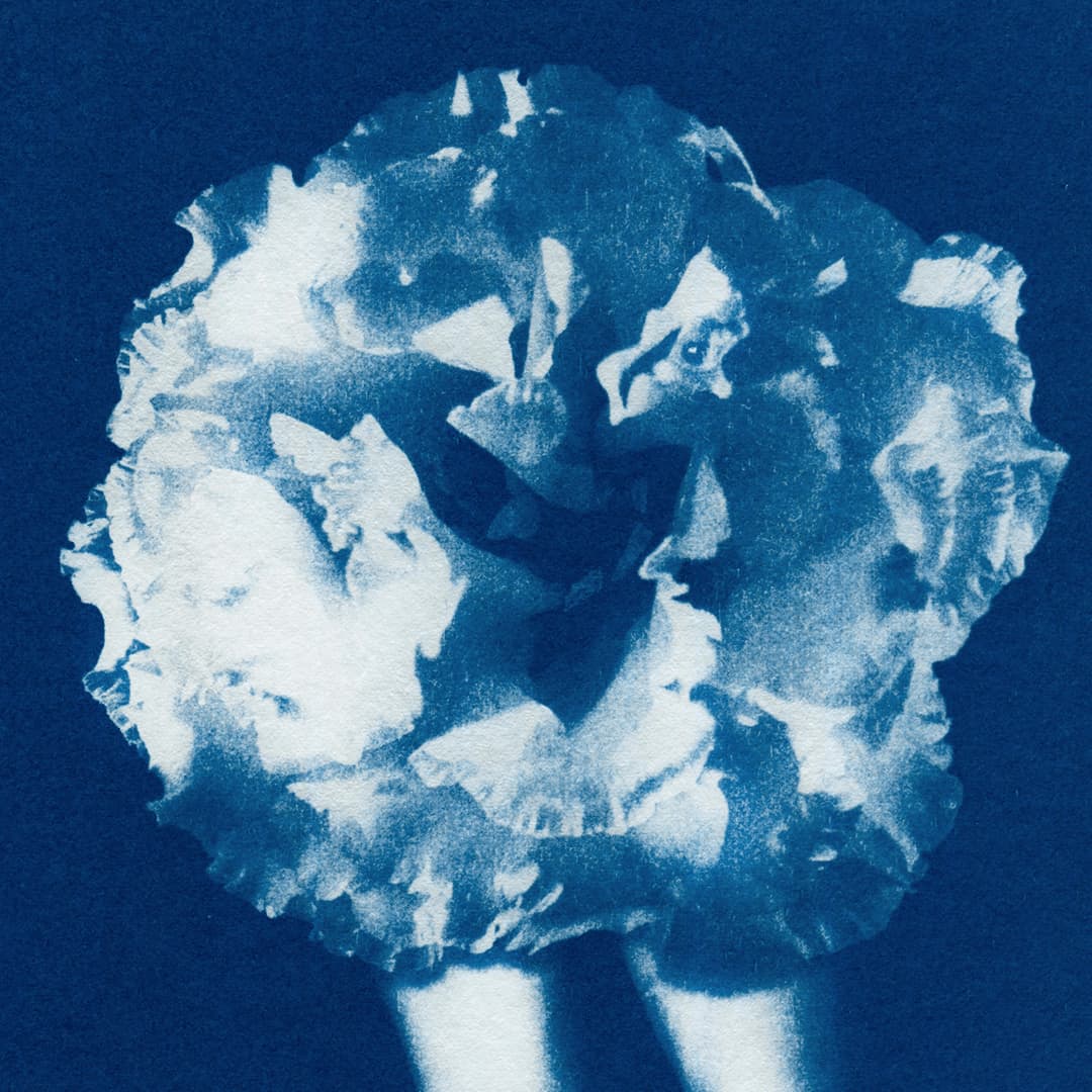 Phantasmagoria 02 Lisianthus Limited Edition Cyanotype by Sophia Jenny