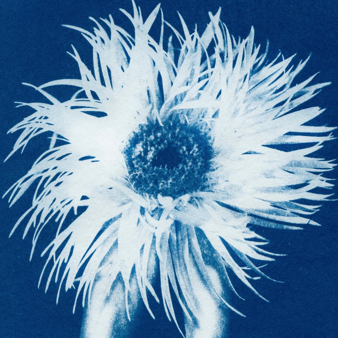 Phantasmagoria 04 Chrysanthemum Limited Edition Cyanotype by Sophia Jenny